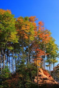 2-1！成都蓉城三杀山东泰山，王大雷染红，卡扎破门，费利佩梅开二度