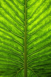 前UFC次中量级临时冠军科尔比·考文顿暗示可能升到中量级发展，科尔比·卡温顿